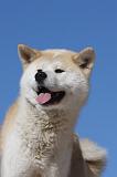 AKITA INU 303